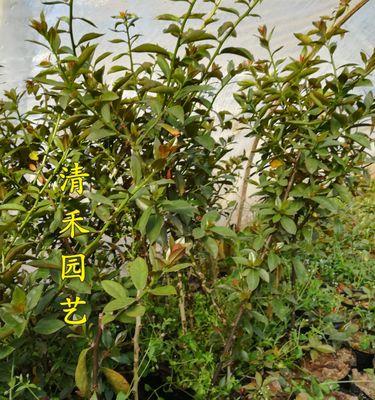 仙人球下砧木盆栽的方法是什么？