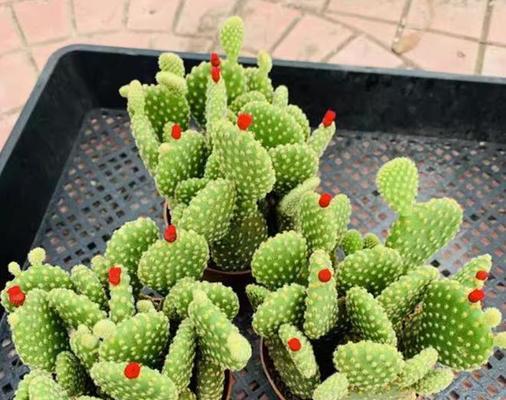 仙人掌快速养殖的方法有哪些？怎样才能养得更好？