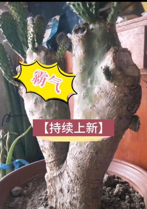 仙人掌快速养殖的方法有哪些？怎样才能养得更好？