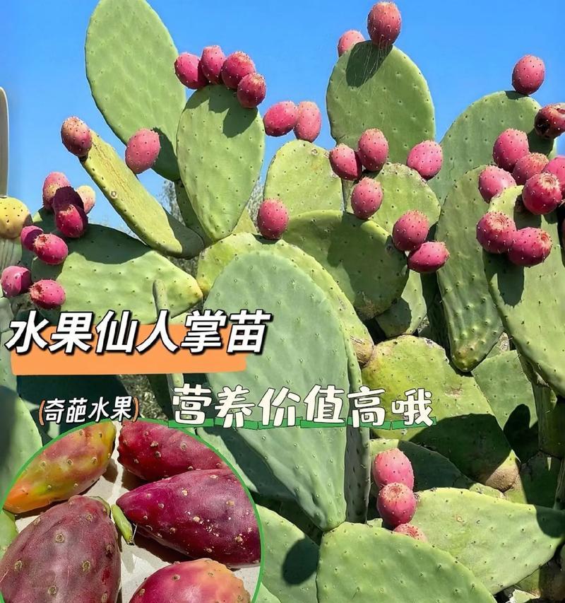 仙人掌快速养殖的方法有哪些？怎样才能养得更好？