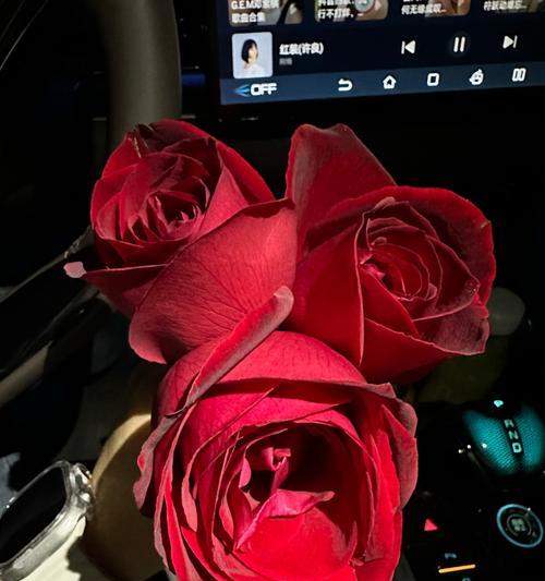 玫瑰花火焰苗怎么养？火焰苗的日常养护方法有哪些？