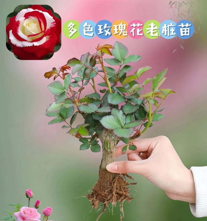 玫瑰花火焰苗怎么养？火焰苗的日常养护方法有哪些？