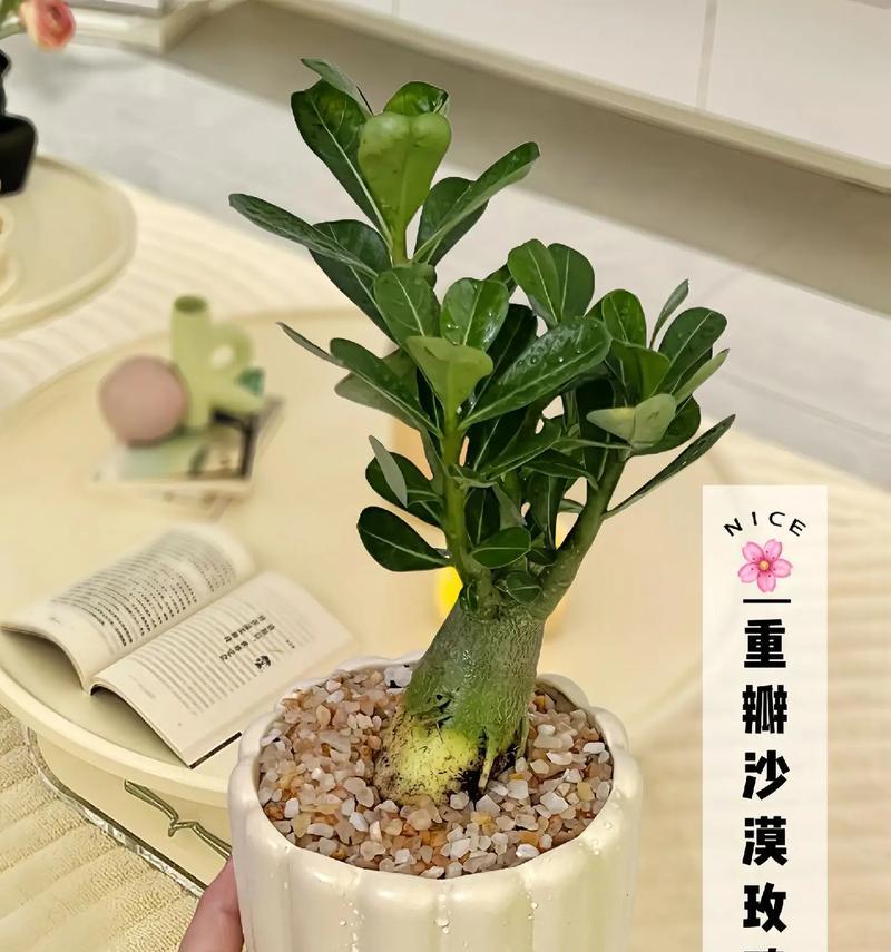 沙漠猴子仙人掌的养殖方法是什么？