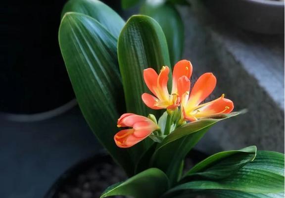 君子兰开花什么症状？如何识别君子兰的开花状态？
