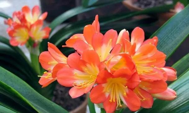 君子兰开花什么症状？如何识别君子兰的开花状态？