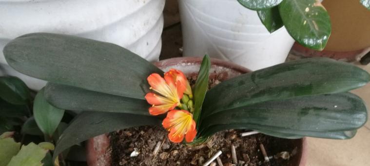 君子兰开花什么症状？如何识别君子兰的开花状态？