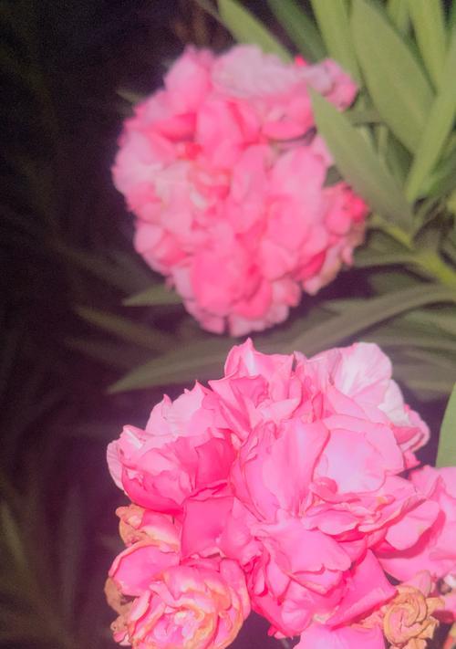 粉色牡丹花的品种有哪些？