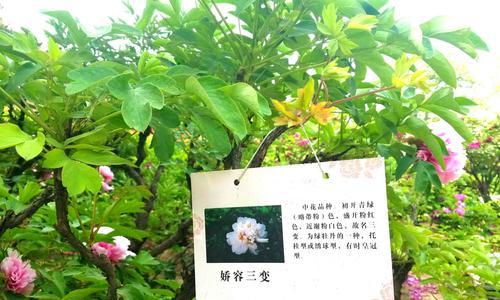 牡丹花枯萎用什么药治疗效果好？如何预防？