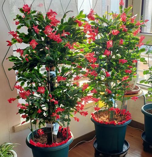 鸡爪花仙人掌的养殖技巧有哪些？