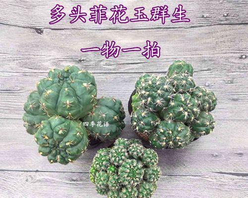 鸡爪花仙人掌的养殖技巧有哪些？