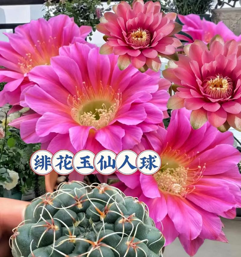 仙人球开花在风水上有什么寓意？