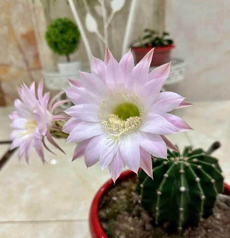 仙人球开花在风水上有什么寓意？