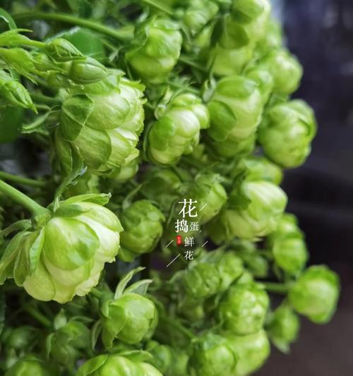 玫瑰花与小绿花在哪些方面不同？