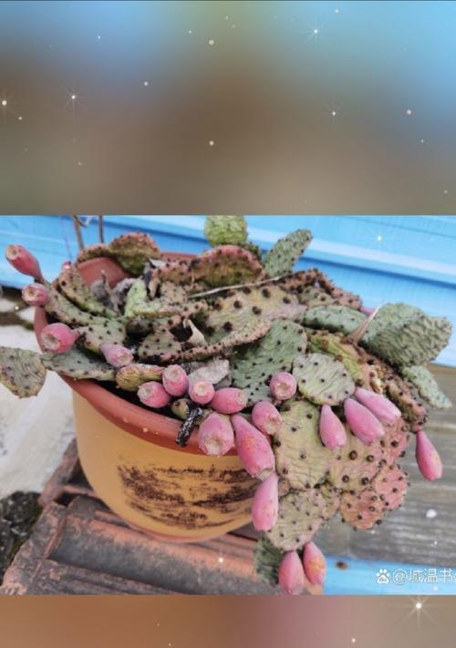 仙人掌果实如何正确种植？