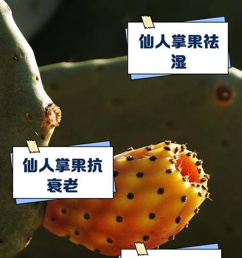 仙人掌果实如何正确种植？