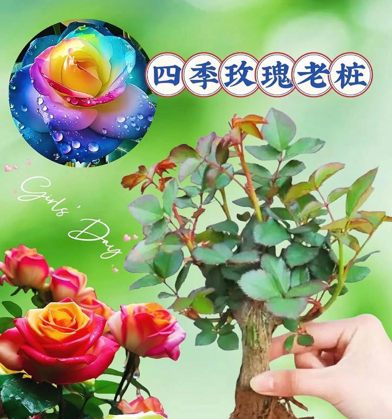 玫瑰花冬天花束如何保养？冬季玫瑰花束的正确养护方法是什么？