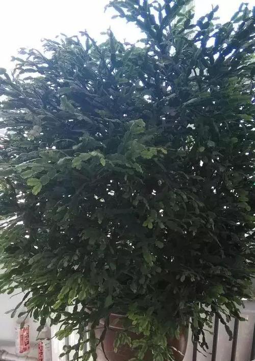 兰花妹妹仙人掌的养护要点是什么？