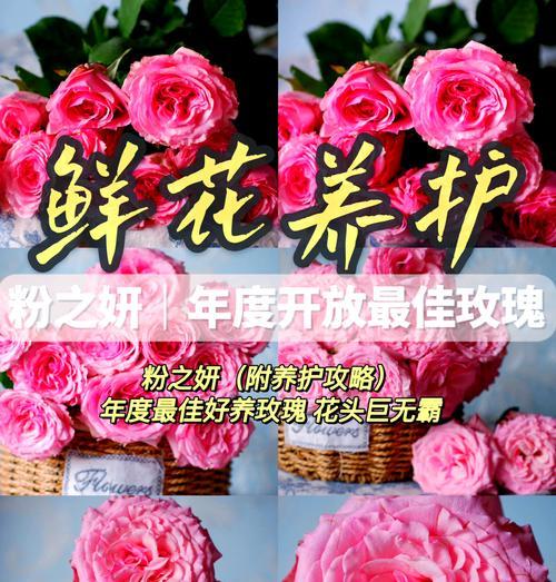 超大朵粉色玫瑰花品种？如何识别和养护？