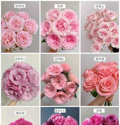 超大朵粉色玫瑰花品种？如何识别和养护？