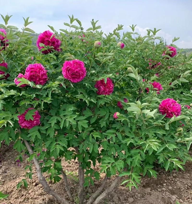 牡丹花剪叉能活吗怎么养？