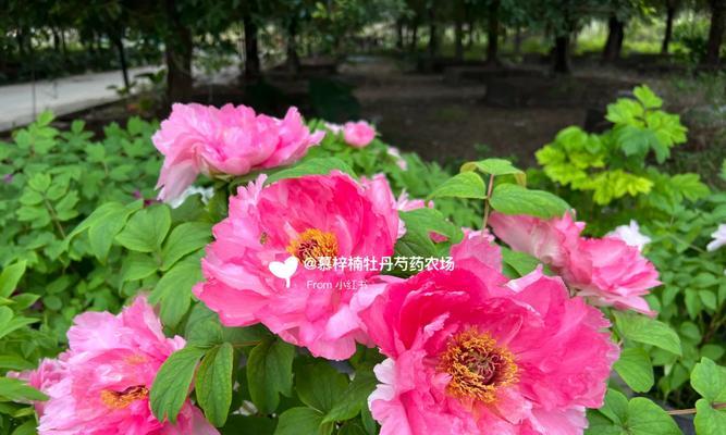 牡丹花剪叉能活吗怎么养？