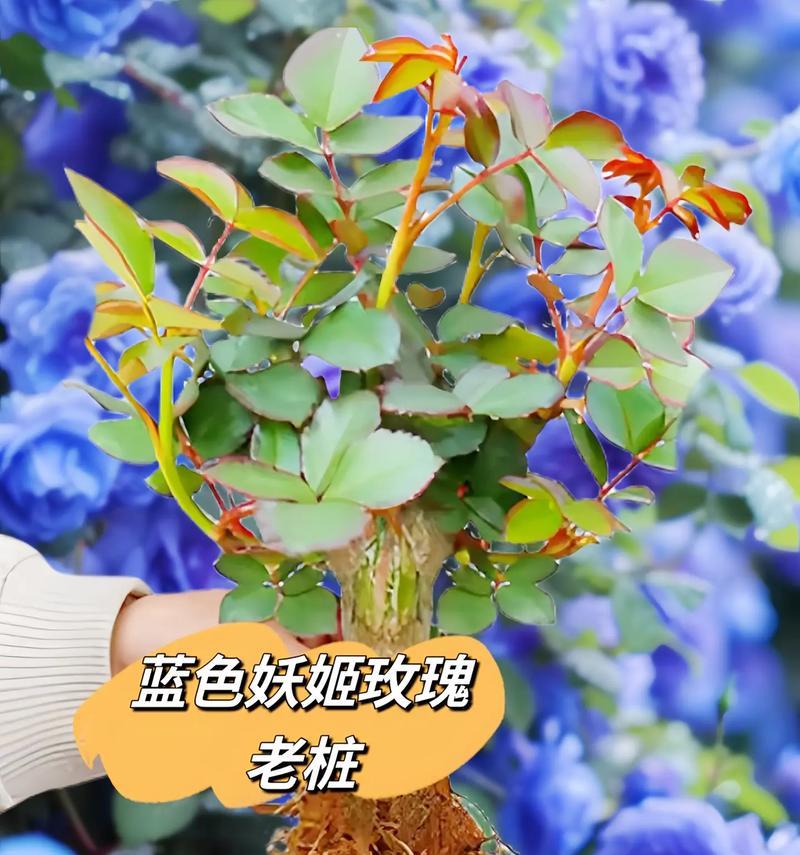 玫瑰花通常在多大年龄开花？影响开花的因素有哪些？