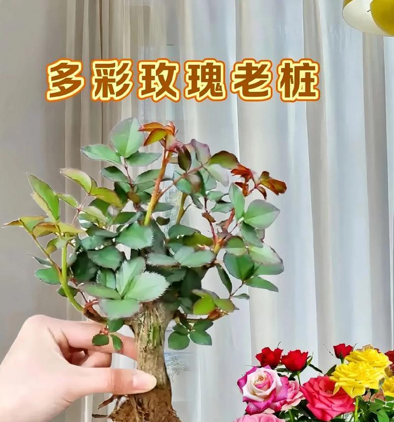 玫瑰花通常在多大年龄开花？影响开花的因素有哪些？