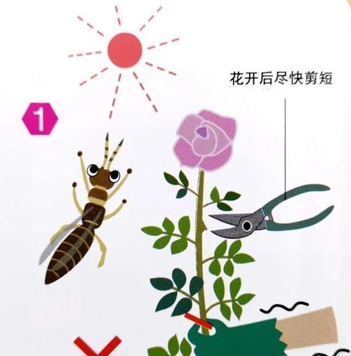 玫瑰花独枝条修剪的最佳时机？