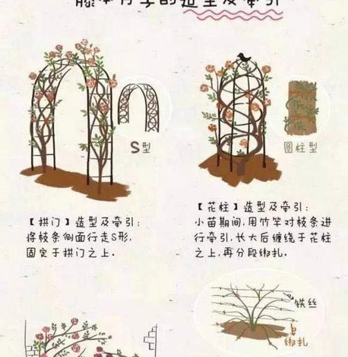 玫瑰花独枝条修剪的最佳时机？