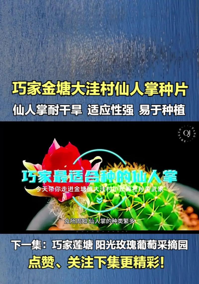 大片开花仙人掌的养护技巧是什么？