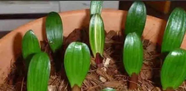 君子兰花茎不向上生长怎么办？有哪些促进花茎生长的技巧？