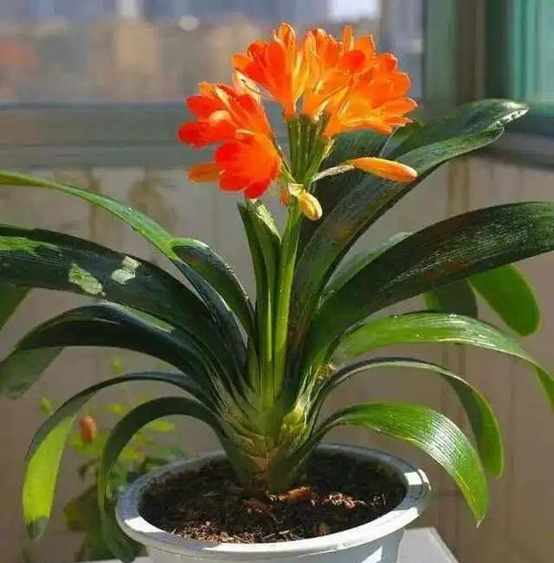 君子兰花茎不向上生长怎么办？有哪些促进花茎生长的技巧？