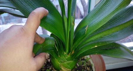 君子兰花茎不向上生长怎么办？有哪些促进花茎生长的技巧？