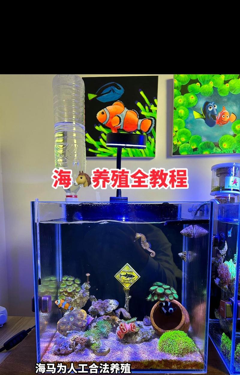 海缸中如何养护仙人掌植物？