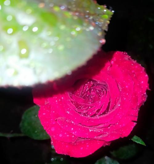 那些看似玫瑰花却不是玫瑰的品种有哪些？