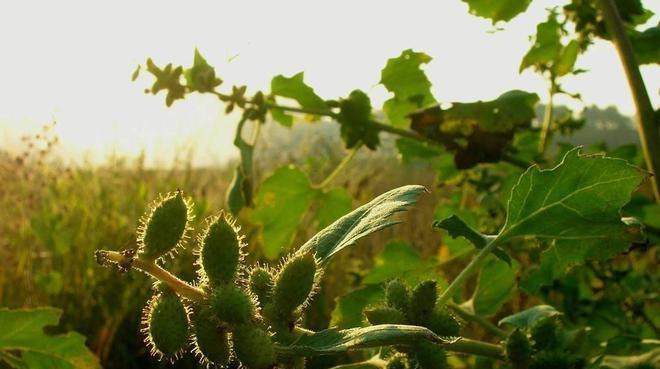 荒地种植仙人掌的正确方法是什么？需要注意什么？