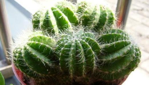 荒地种植仙人掌的正确方法是什么？需要注意什么？