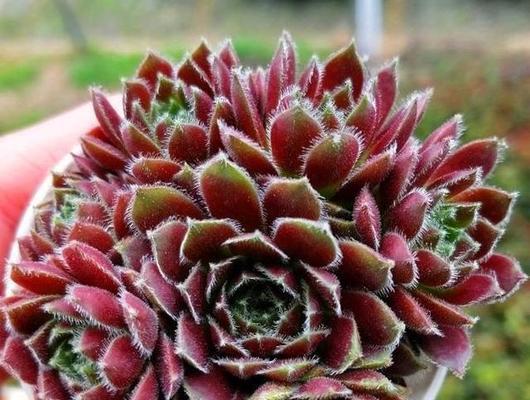 紫星牡丹仙人球会开花吗？如何养护？