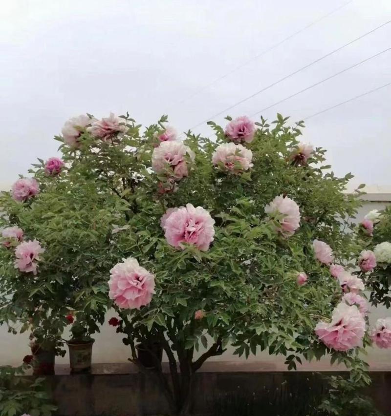 紫星牡丹仙人球会开花吗？如何养护？