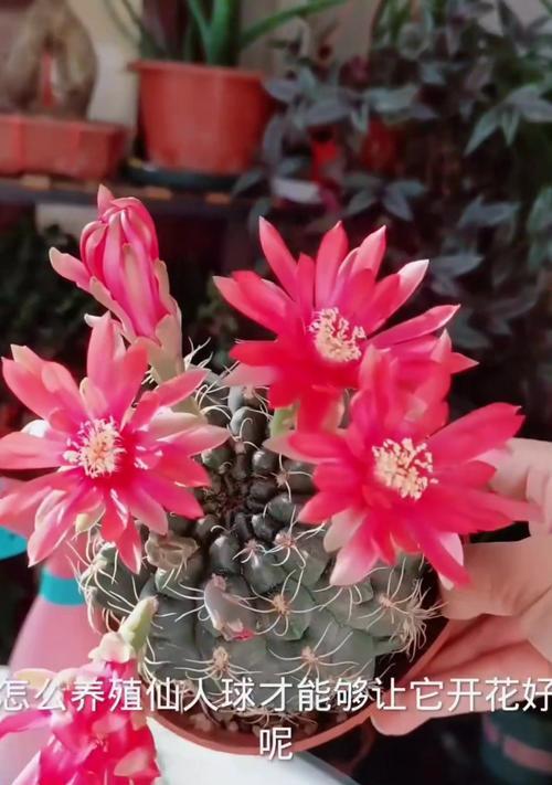 紫星牡丹仙人球会开花吗？如何养护？