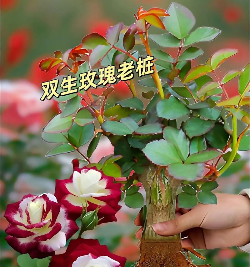 玫瑰花盆栽适合搭配哪些花？搭配的技巧是什么？
