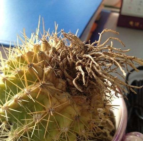 折枝仙人球的养殖方法有哪些？怎样才能养得更好？
