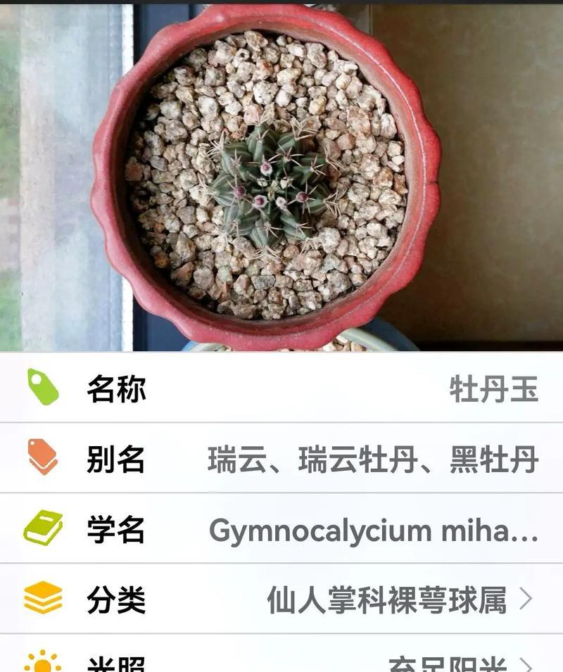 丽色牡丹仙人球如何养护才能开花？有哪些方法可以让它顺利开花？