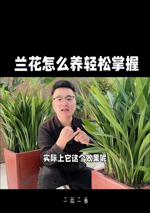 君子兰与墨兰养殖有何不同？如何选择？