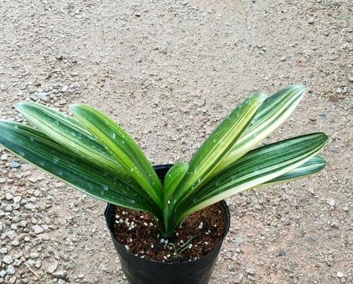 君子兰使用松树皮种植后多久浇水合适？浇水频率是多少？