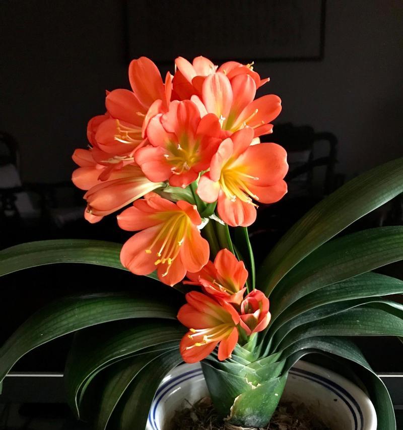 君子兰使用松树皮种植后多久浇水合适？浇水频率是多少？