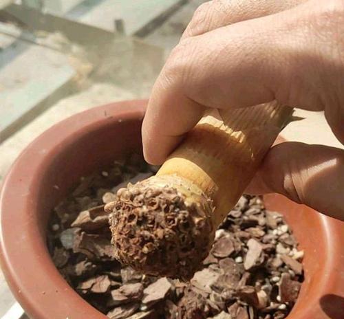 君子兰使用松树皮种植后多久浇水合适？浇水频率是多少？