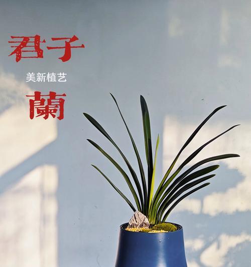 君子兰黑金刚盆栽养护方法是什么？怎样保持其健康？