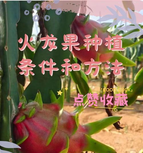 仙人球嫁接火龙果的步骤是什么？