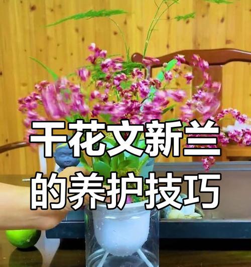 藤井树玫瑰花的养护技巧有哪些？如何保持其长期开花？